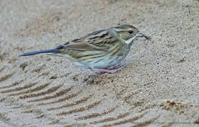 Black-faced Bunting