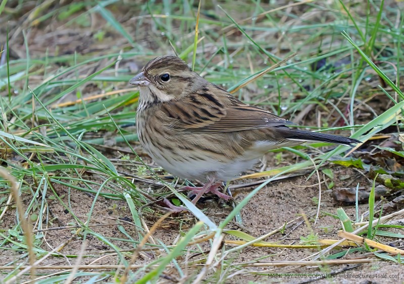 Black-faced Bunting