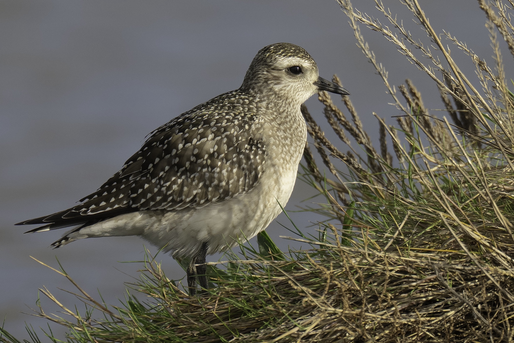 American Golden Plover