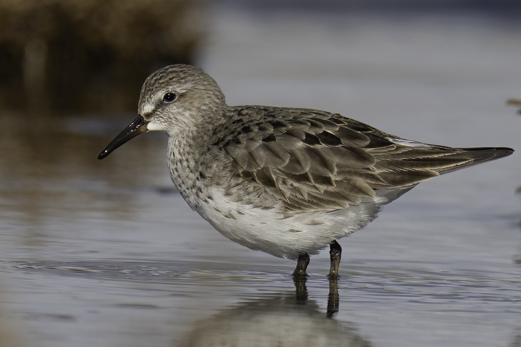 White-rumped Sandpiper