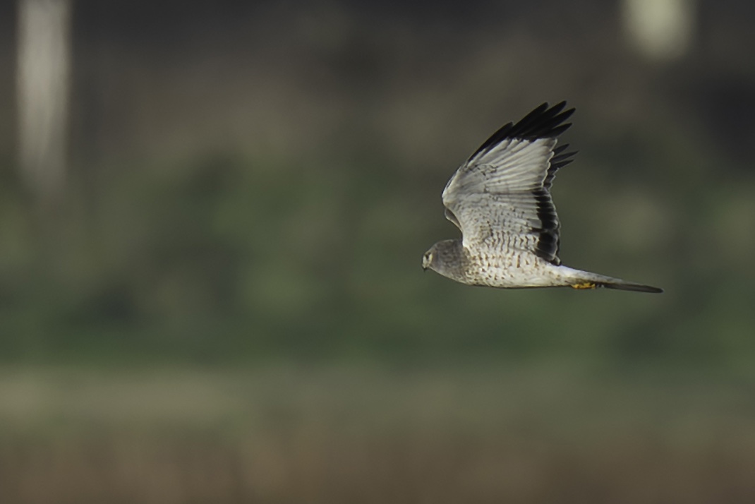 Northern Harrier