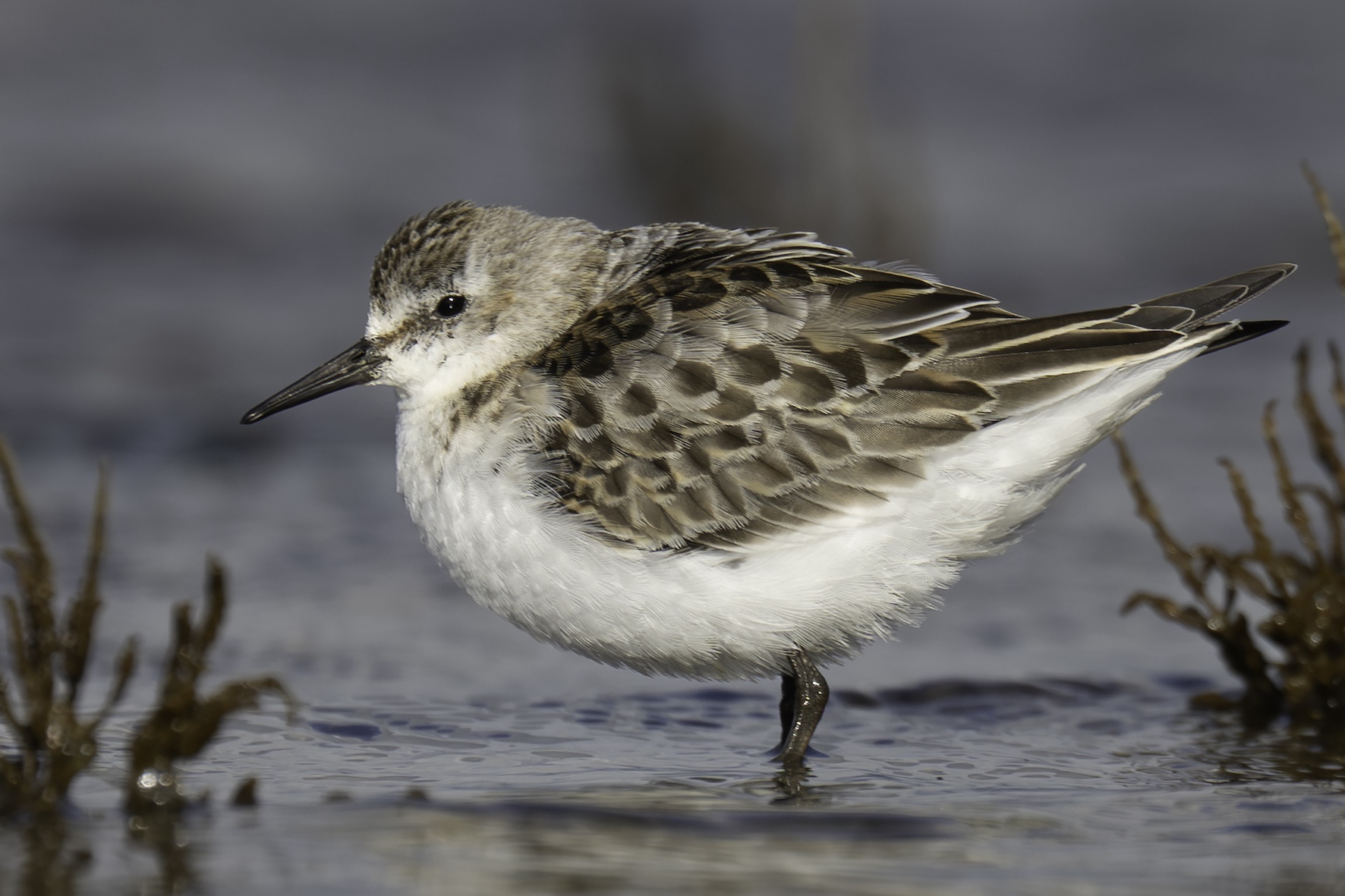 Semipalmated Sandpiper
