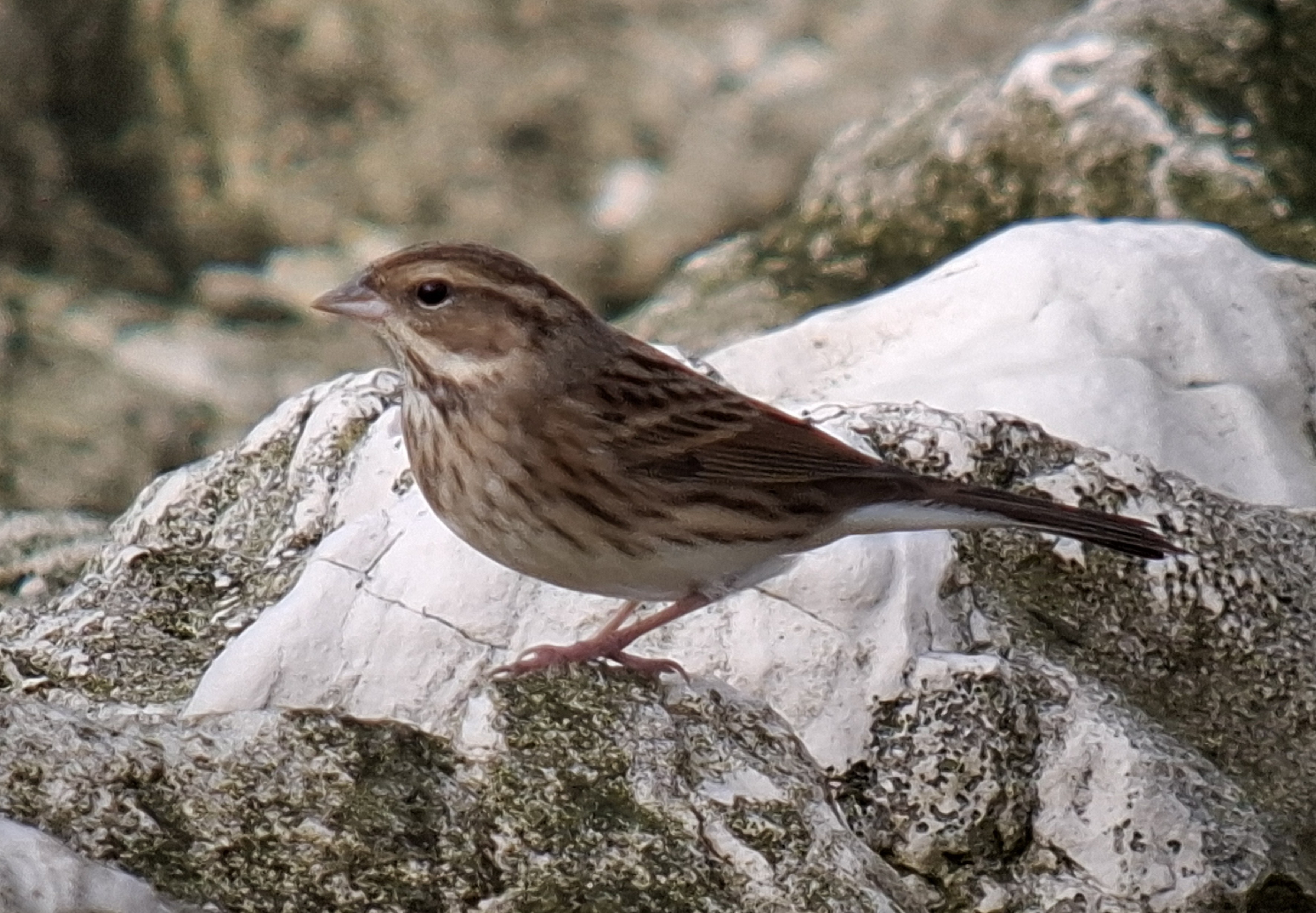 Black-faced Bunting
