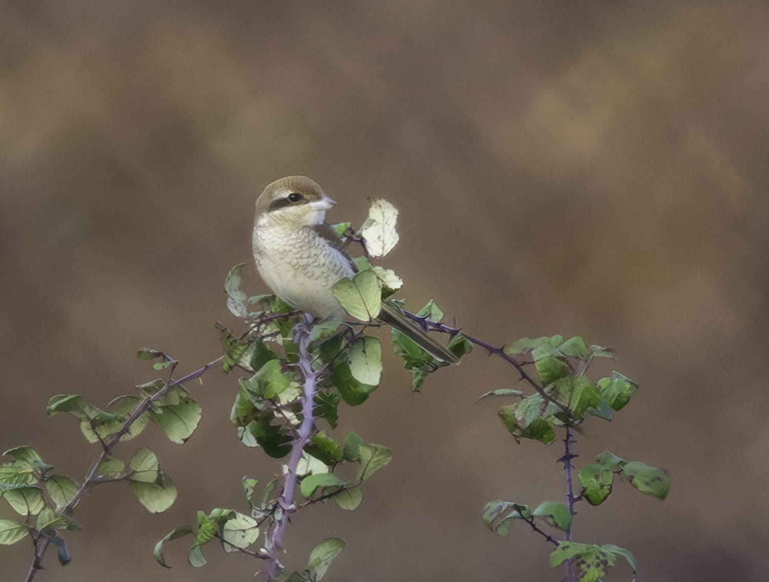 Brown Shrike