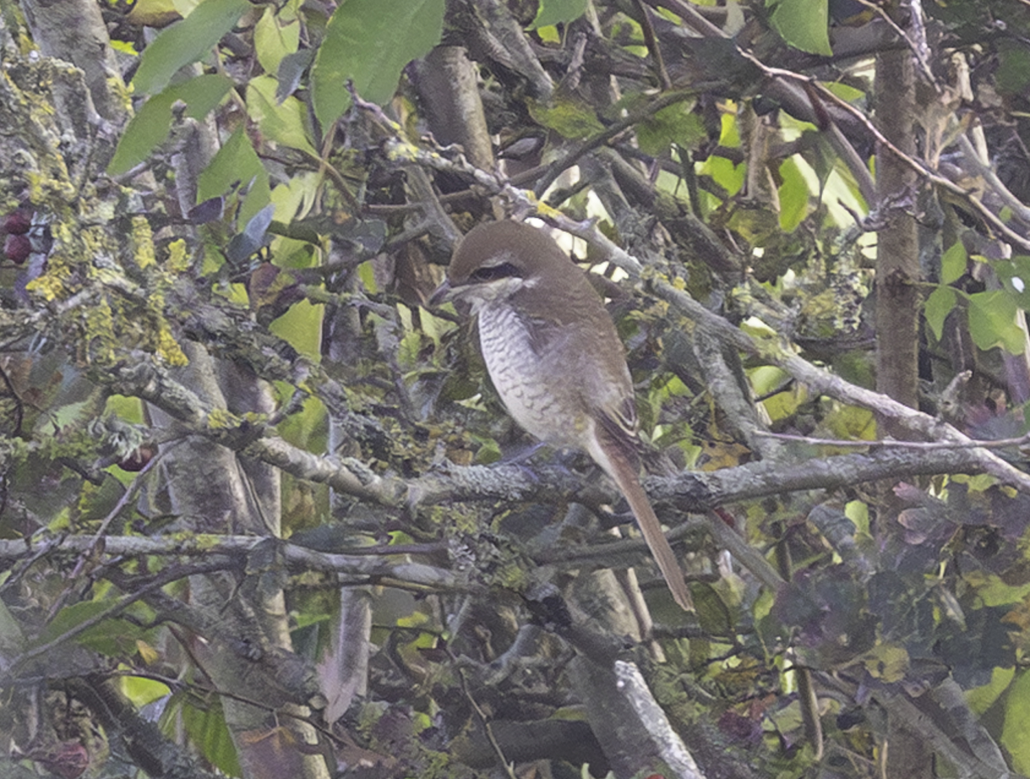Brown Shrike