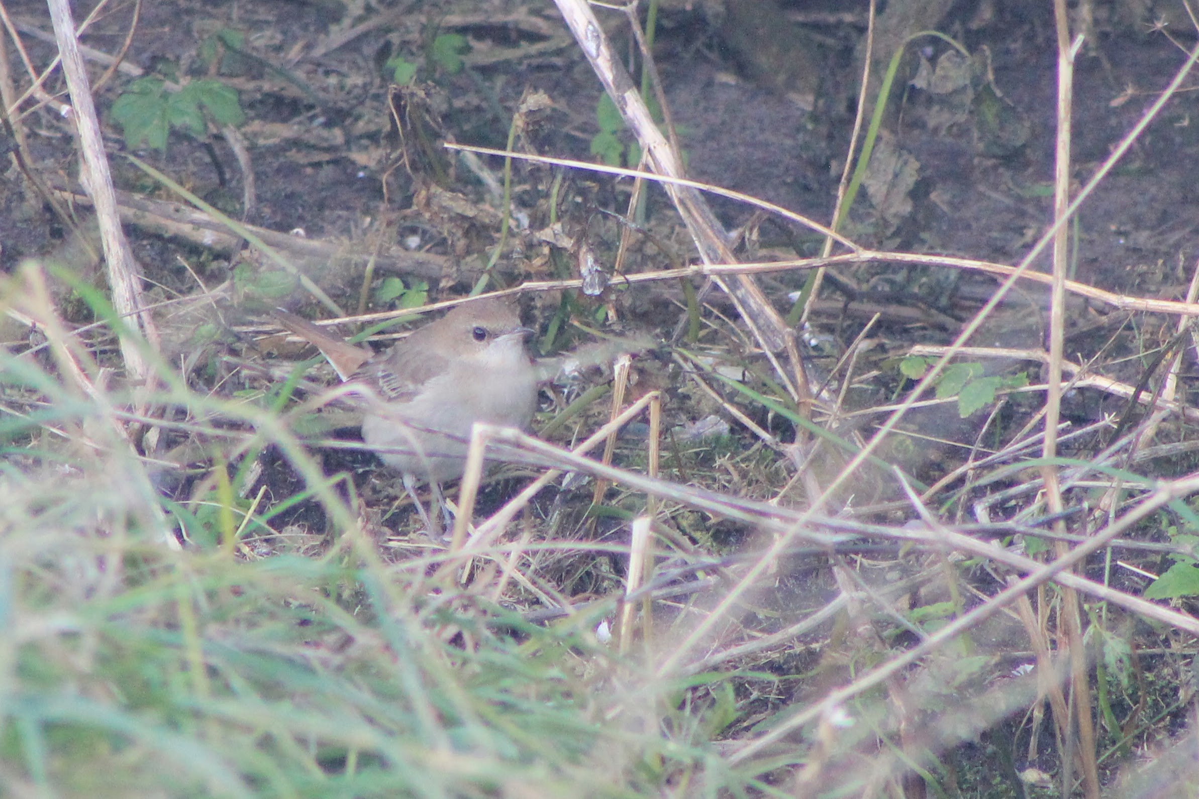 Eastern Nightingale
