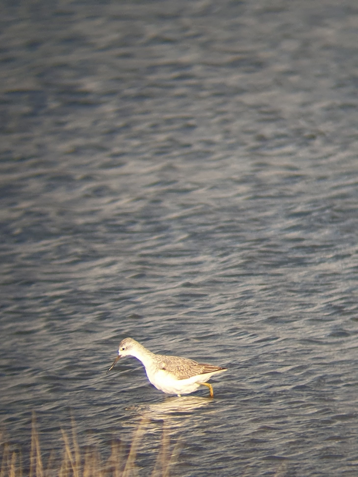 Marsh Sandpiper