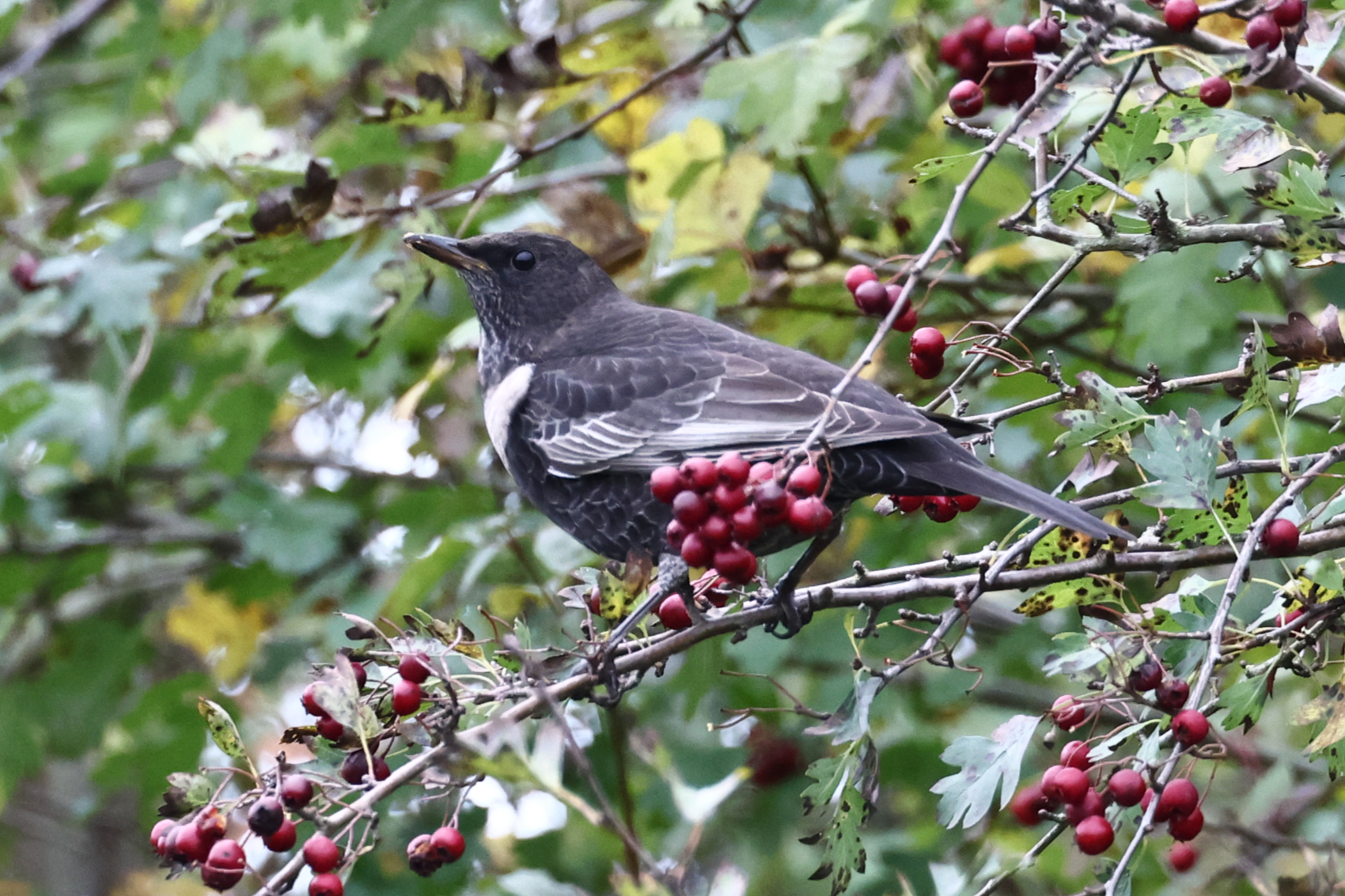 Ring Ouzel
