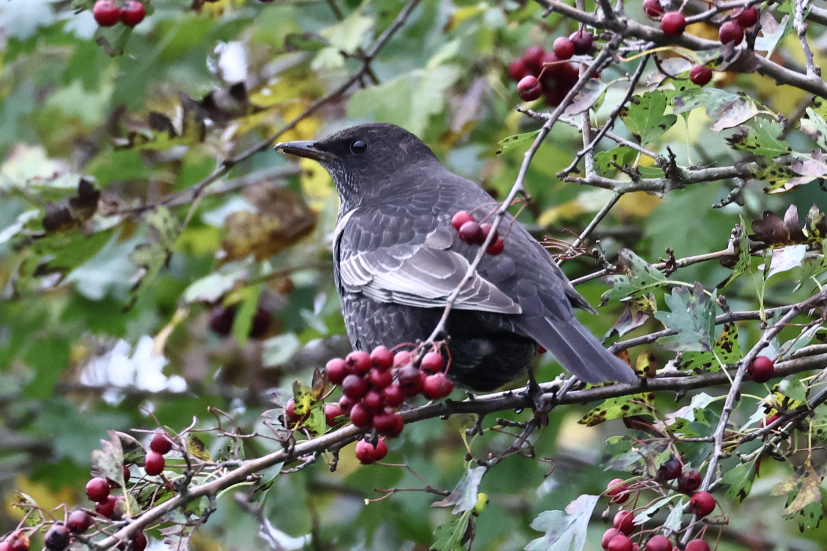 Ring Ouzel