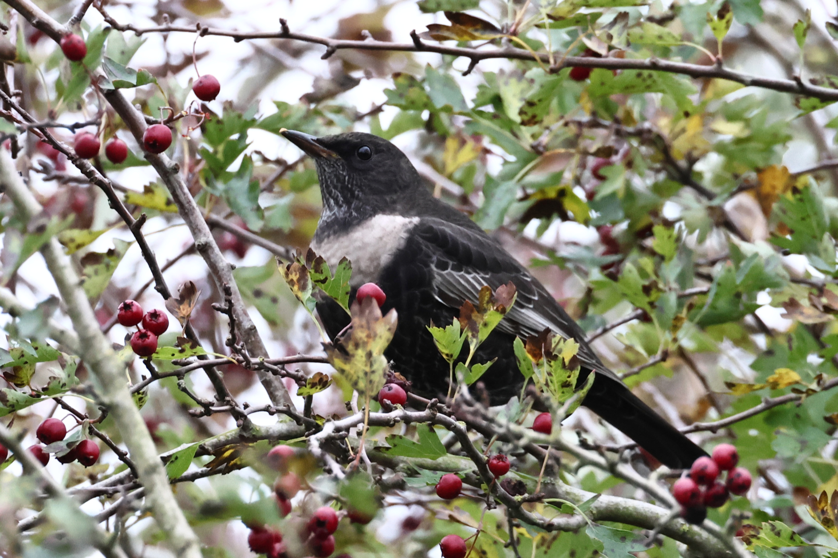 Ring Ouzel