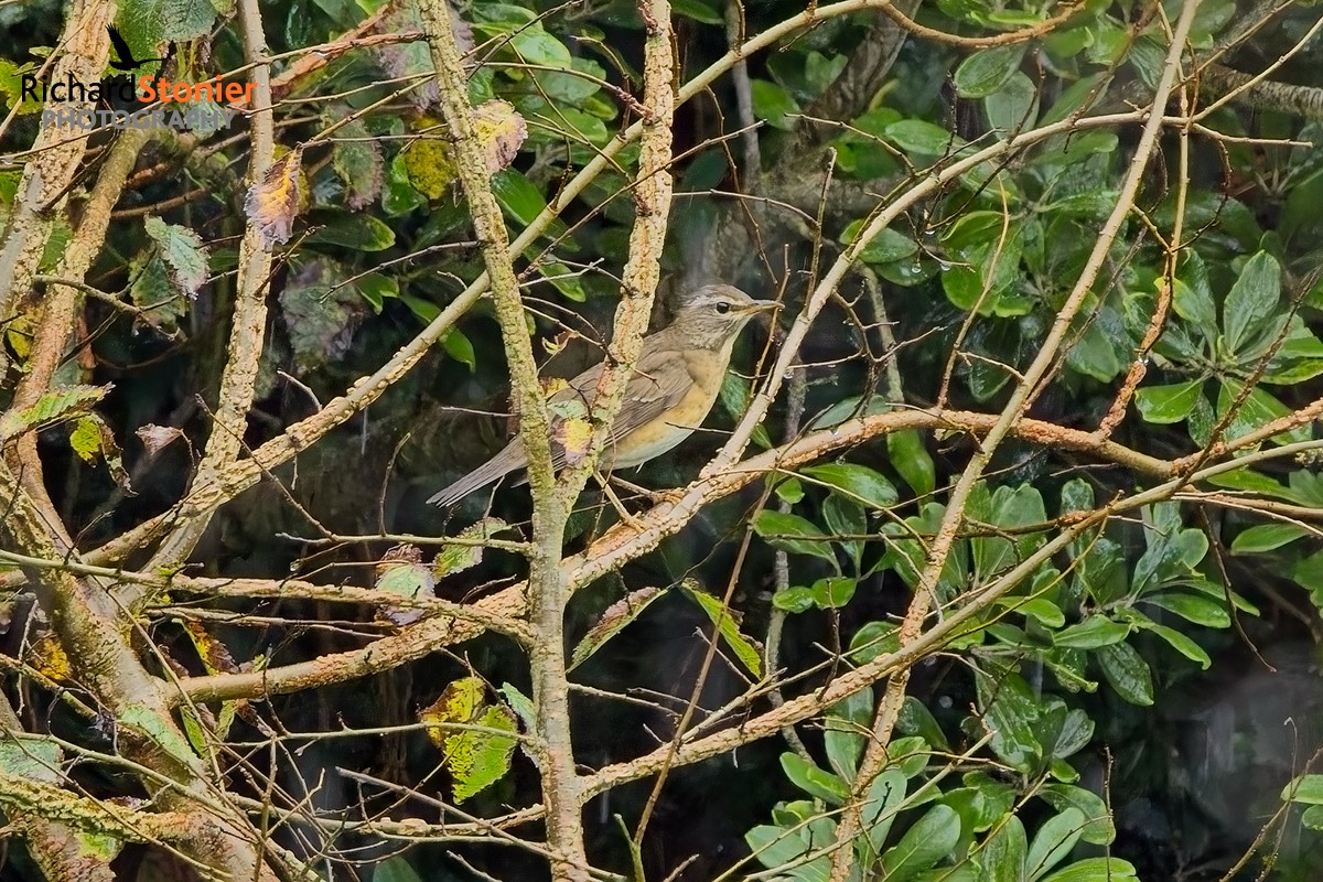 Eyebrowed Thrush