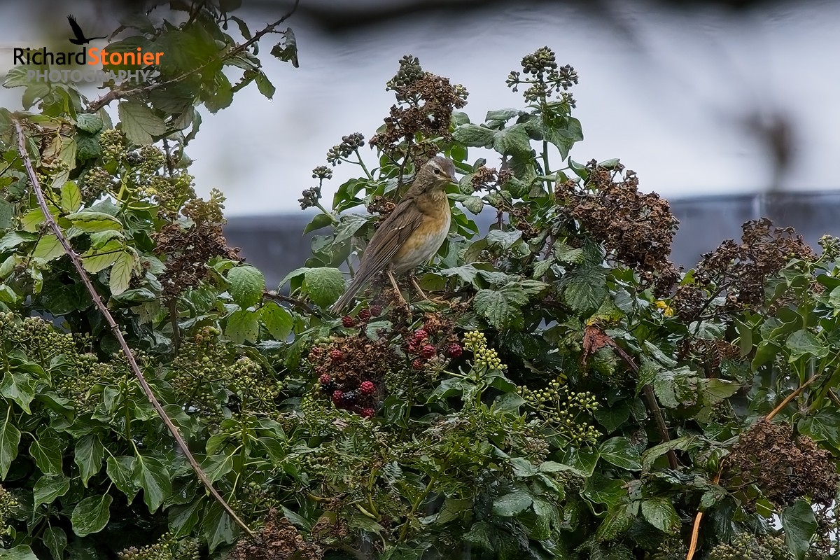 Eyebrowed Thrush