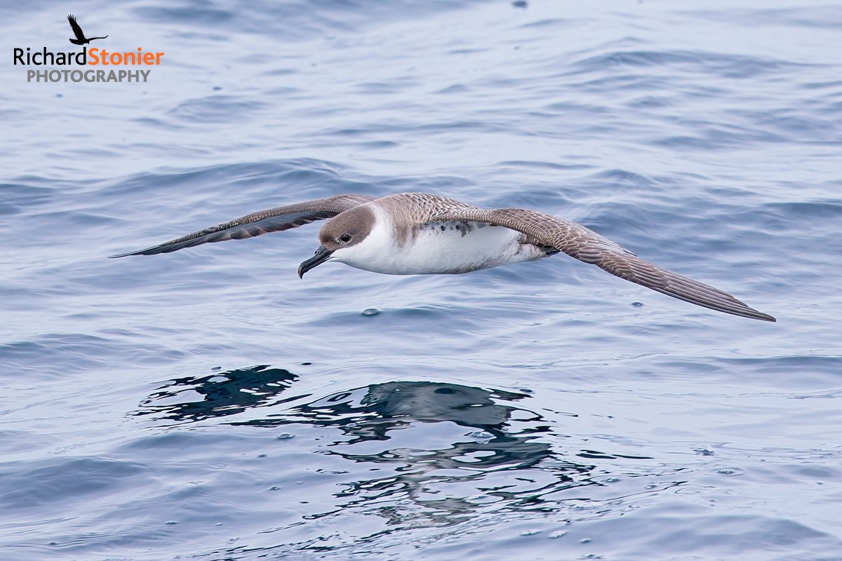 Great Shearwater