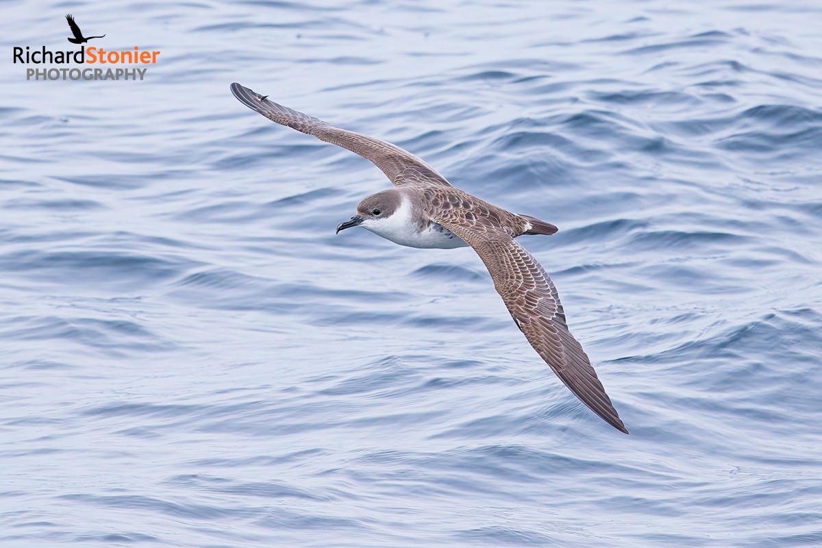 Great Shearwater