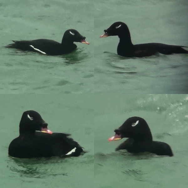 Stejneger's Scoter