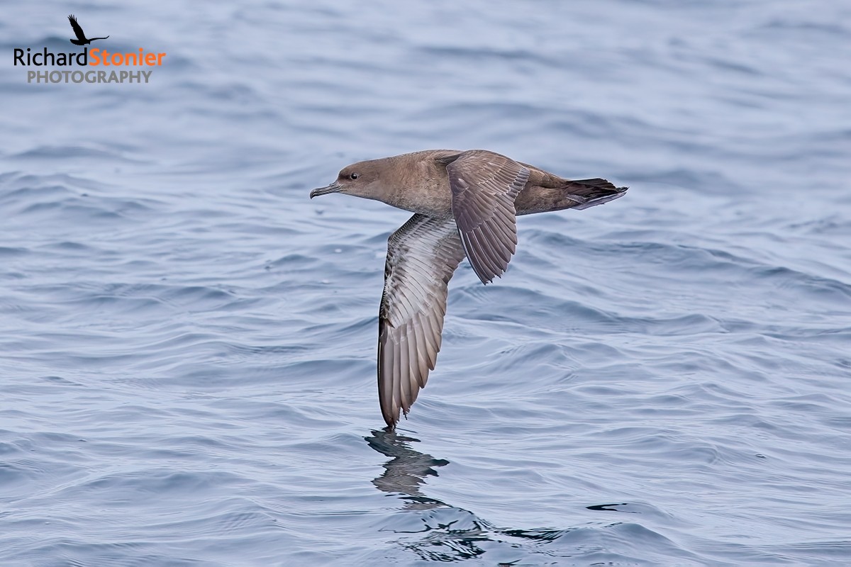 Sooty Shearwater