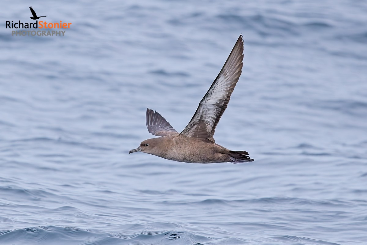 Sooty Shearwater