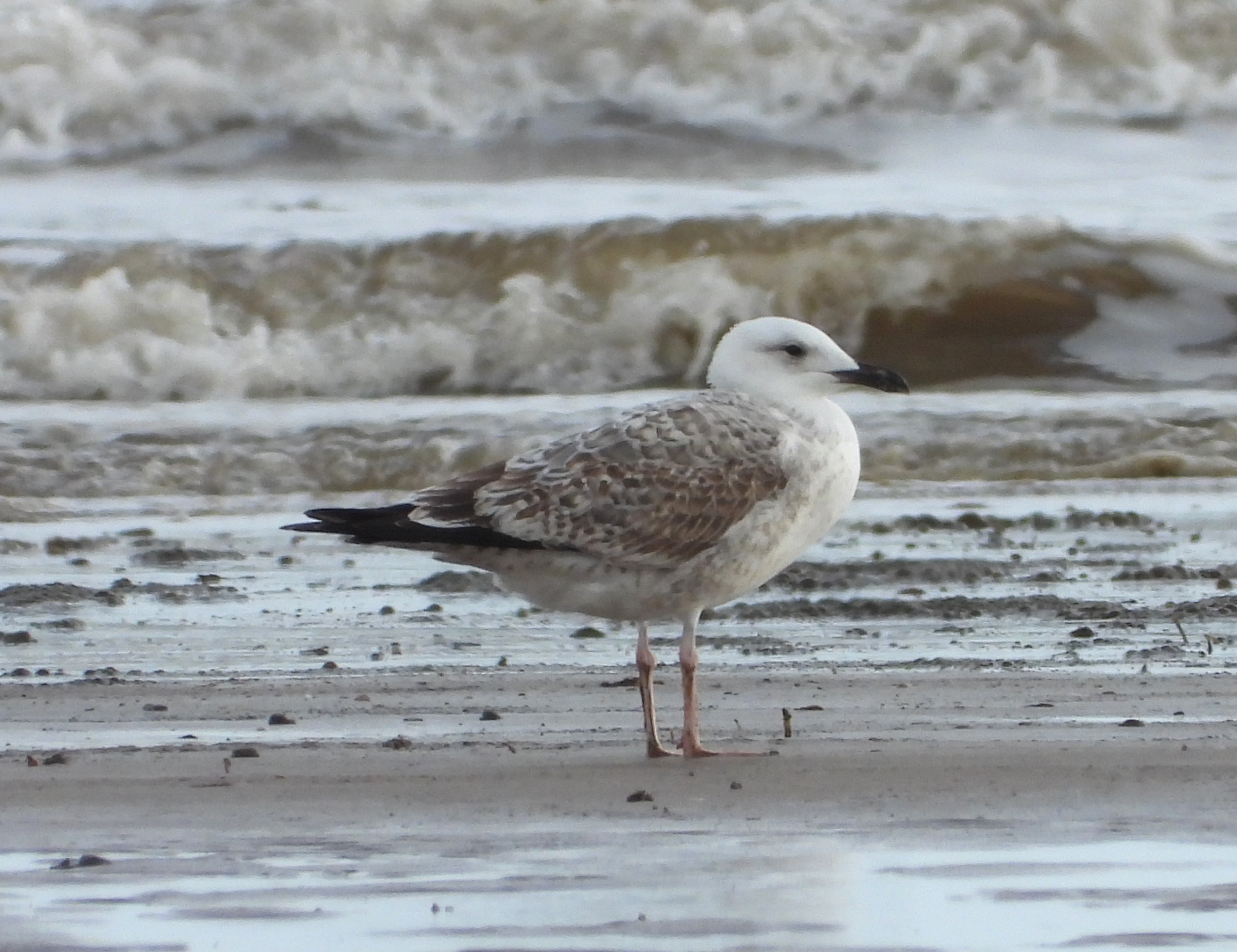 Caspian Gull