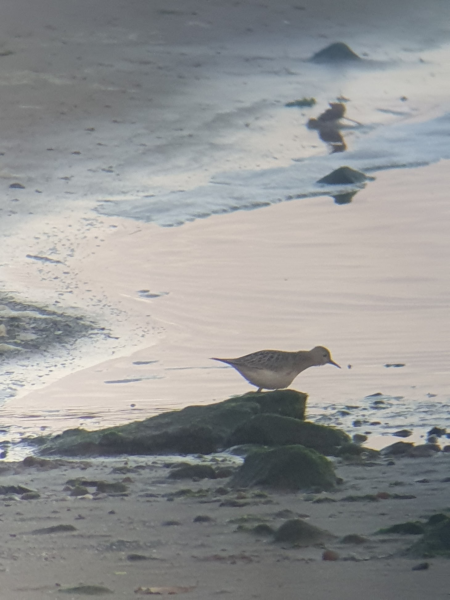 Buff-breasted Sandpiper