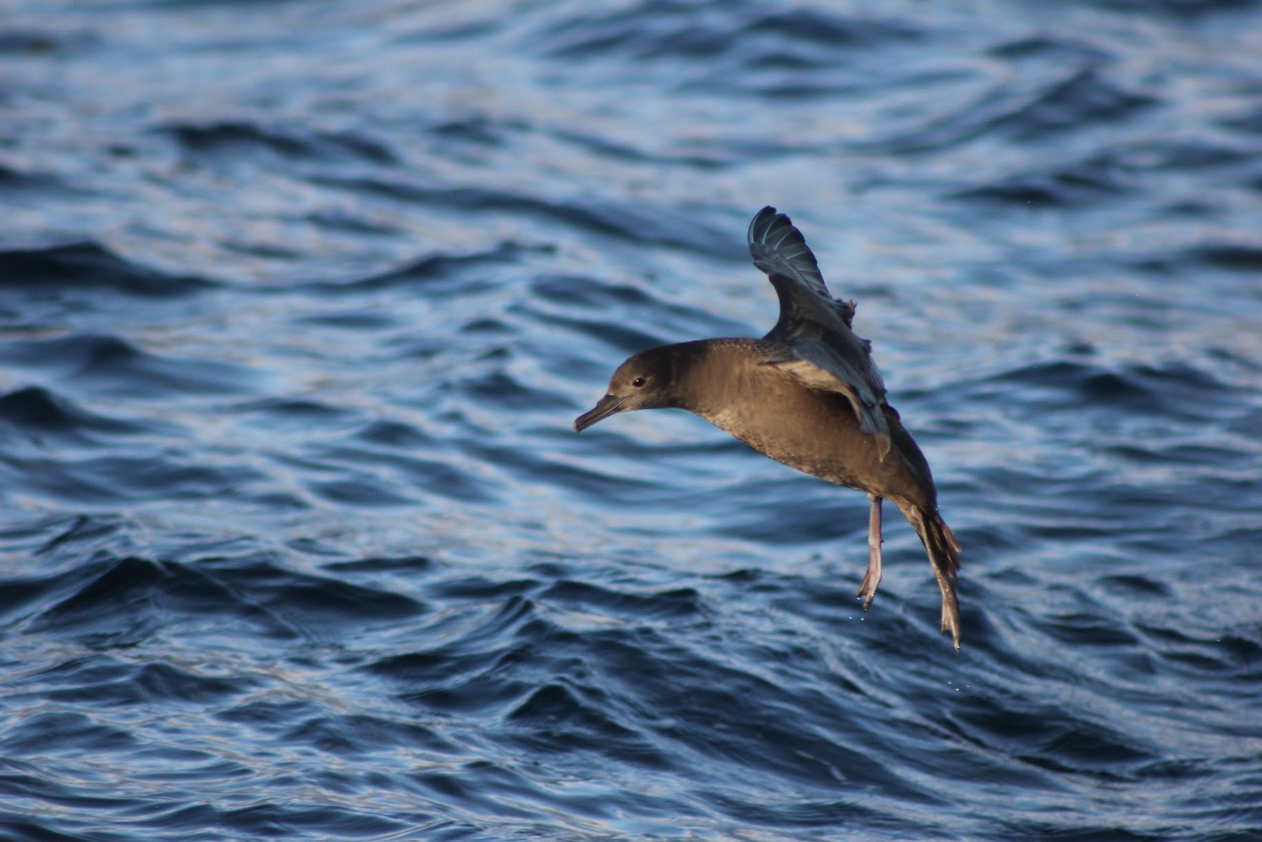 Sooty Shearwater