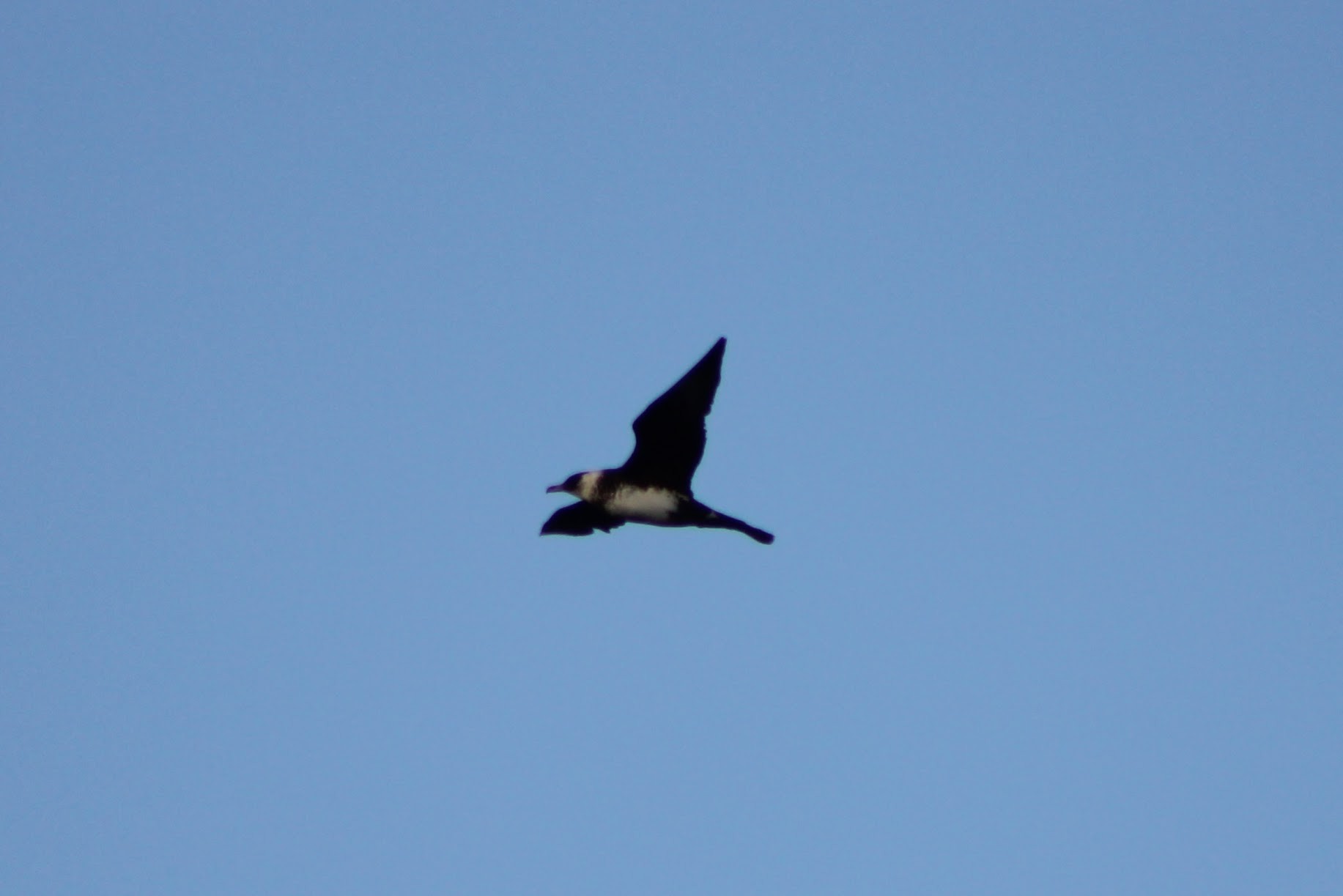 Pomarine Skua