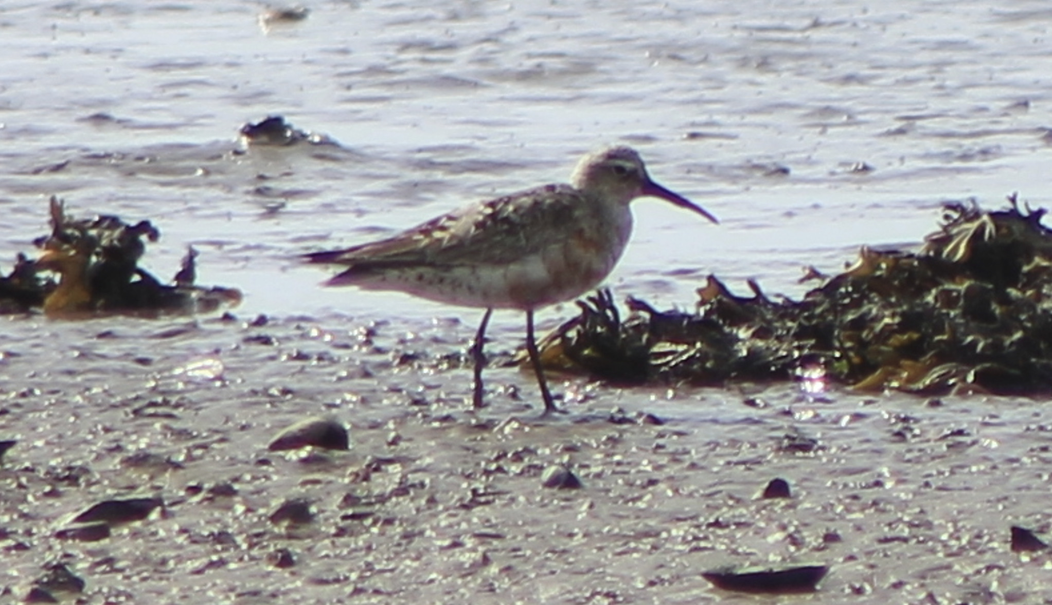 Curlew Sandpiper