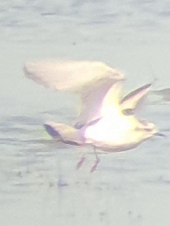 Little Gull