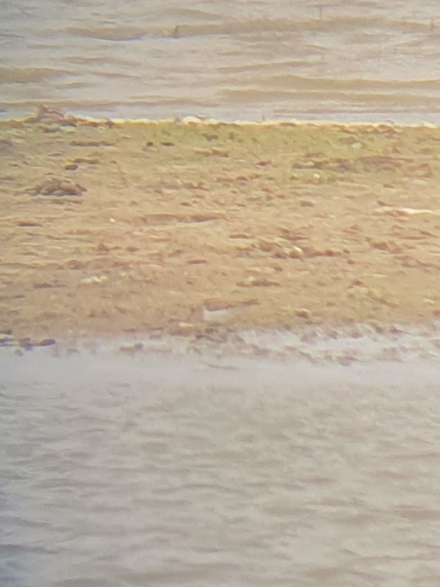 Temminck's Stint