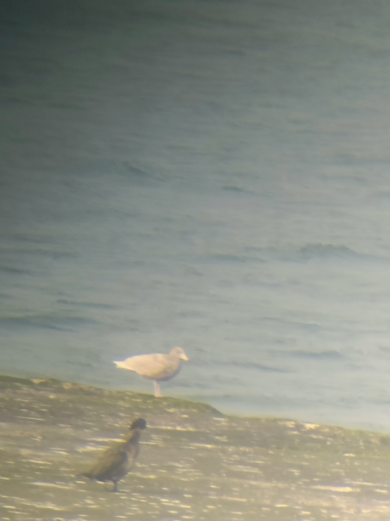 Glaucous Gull