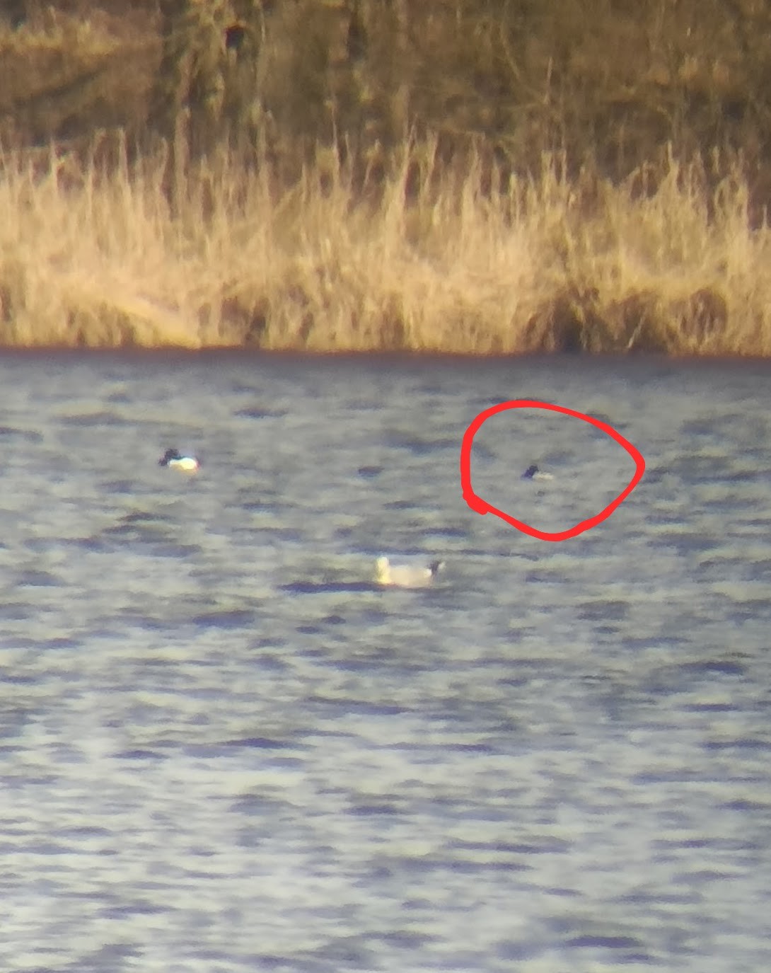 Lesser Scaup