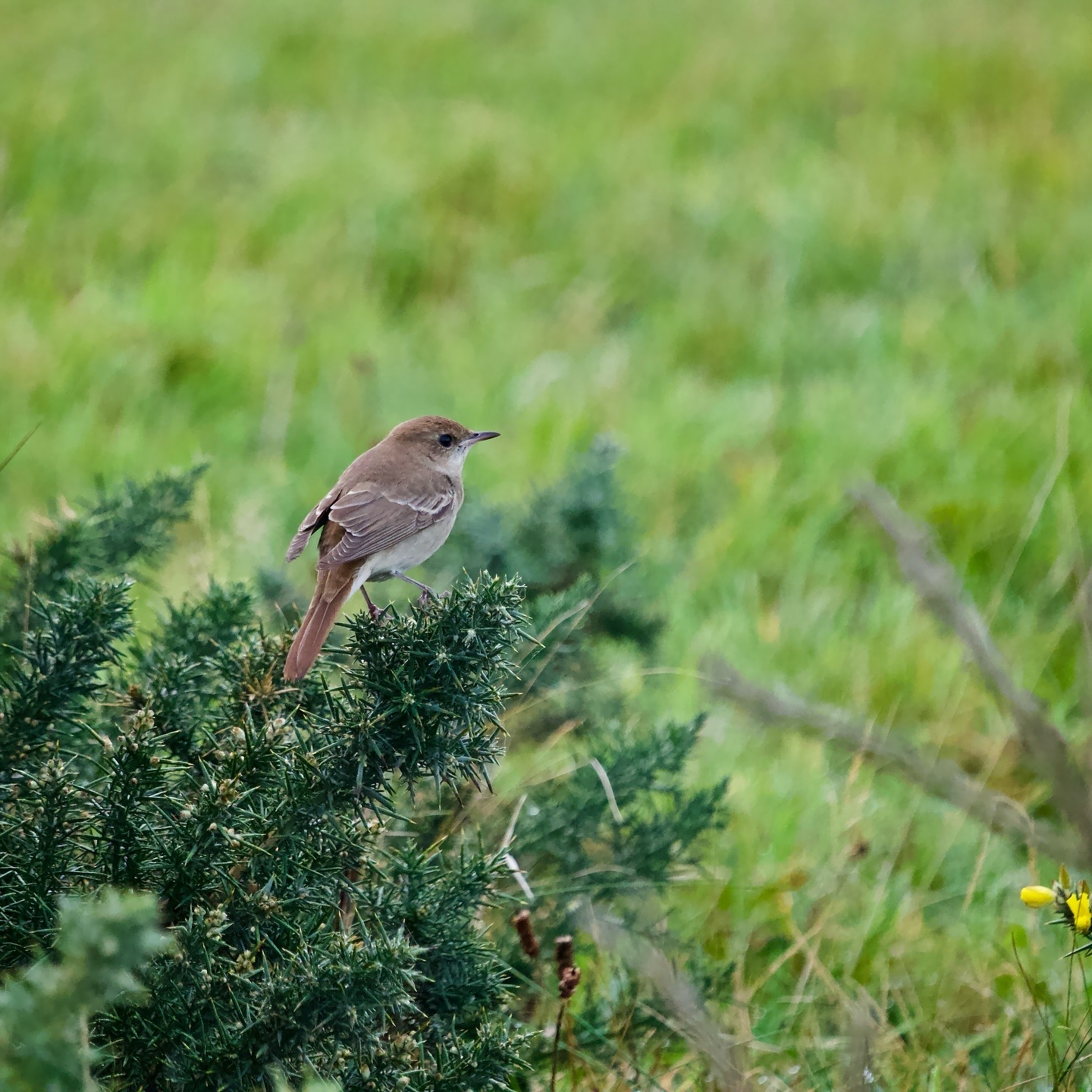 Eastern Nightingale