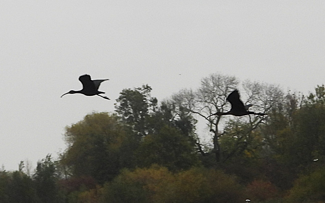 Glossy Ibis