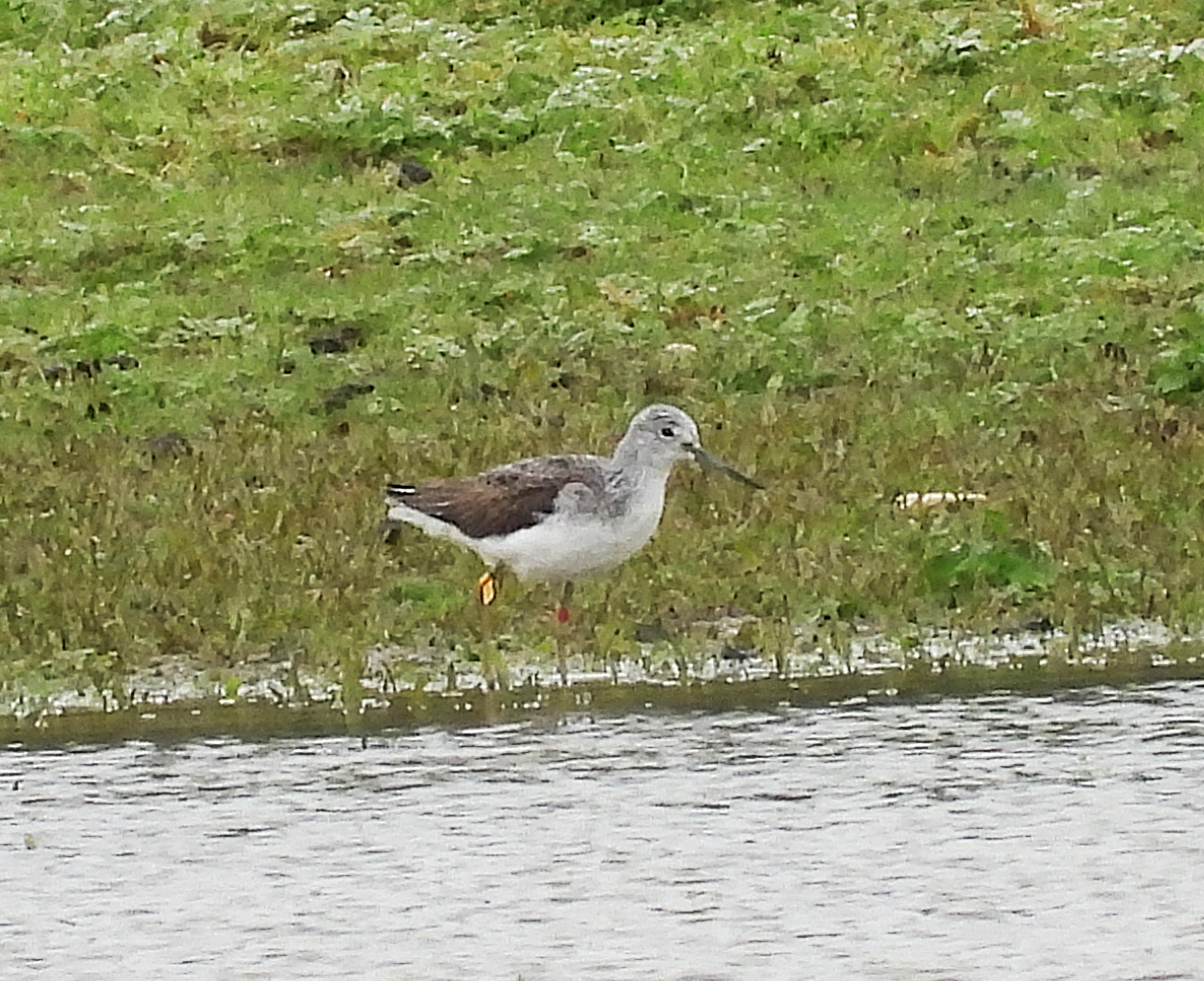 Greenshank