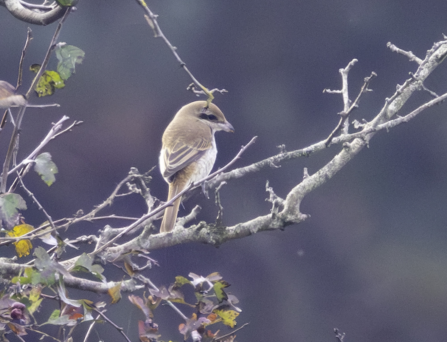 Brown Shrike