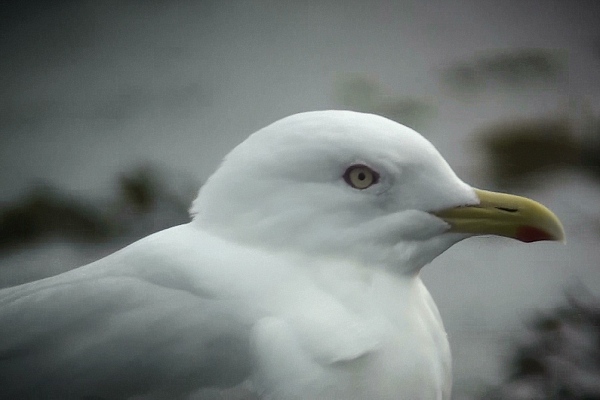 Iceland Gull