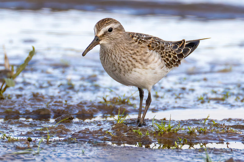 White-rumped Sandpiper