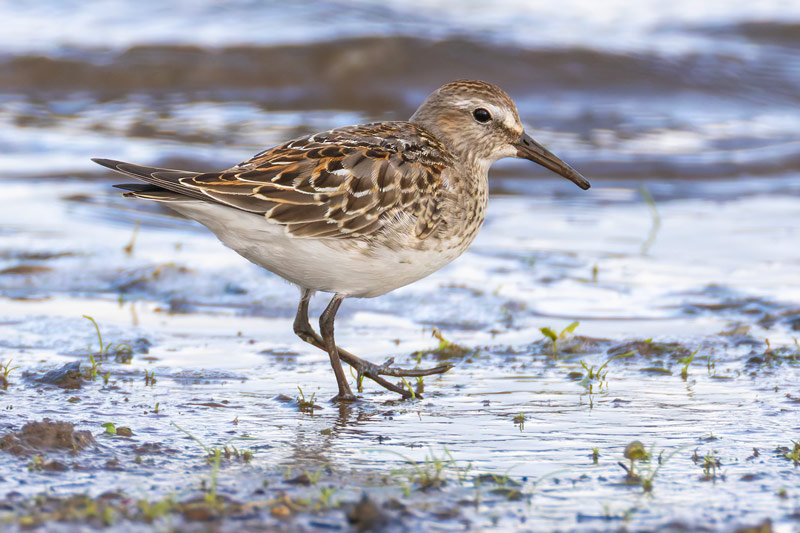White-rumped Sandpiper