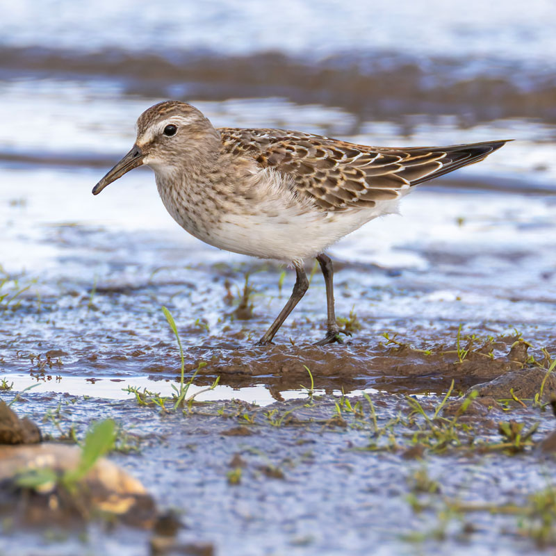White-rumped Sandpiper