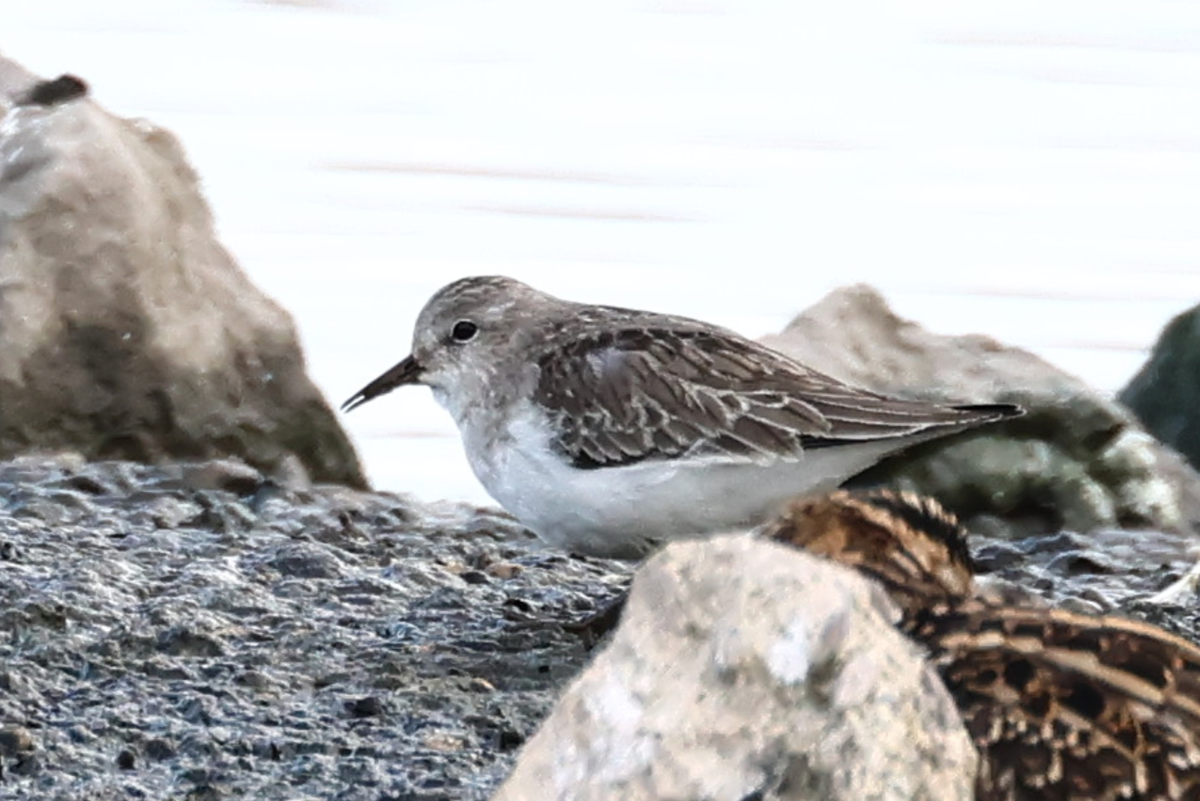 Temminck's Stint