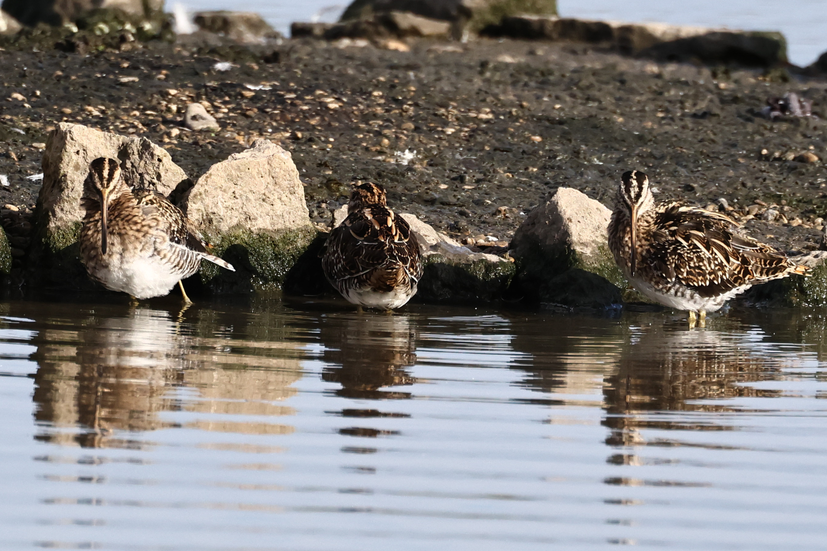 Snipe