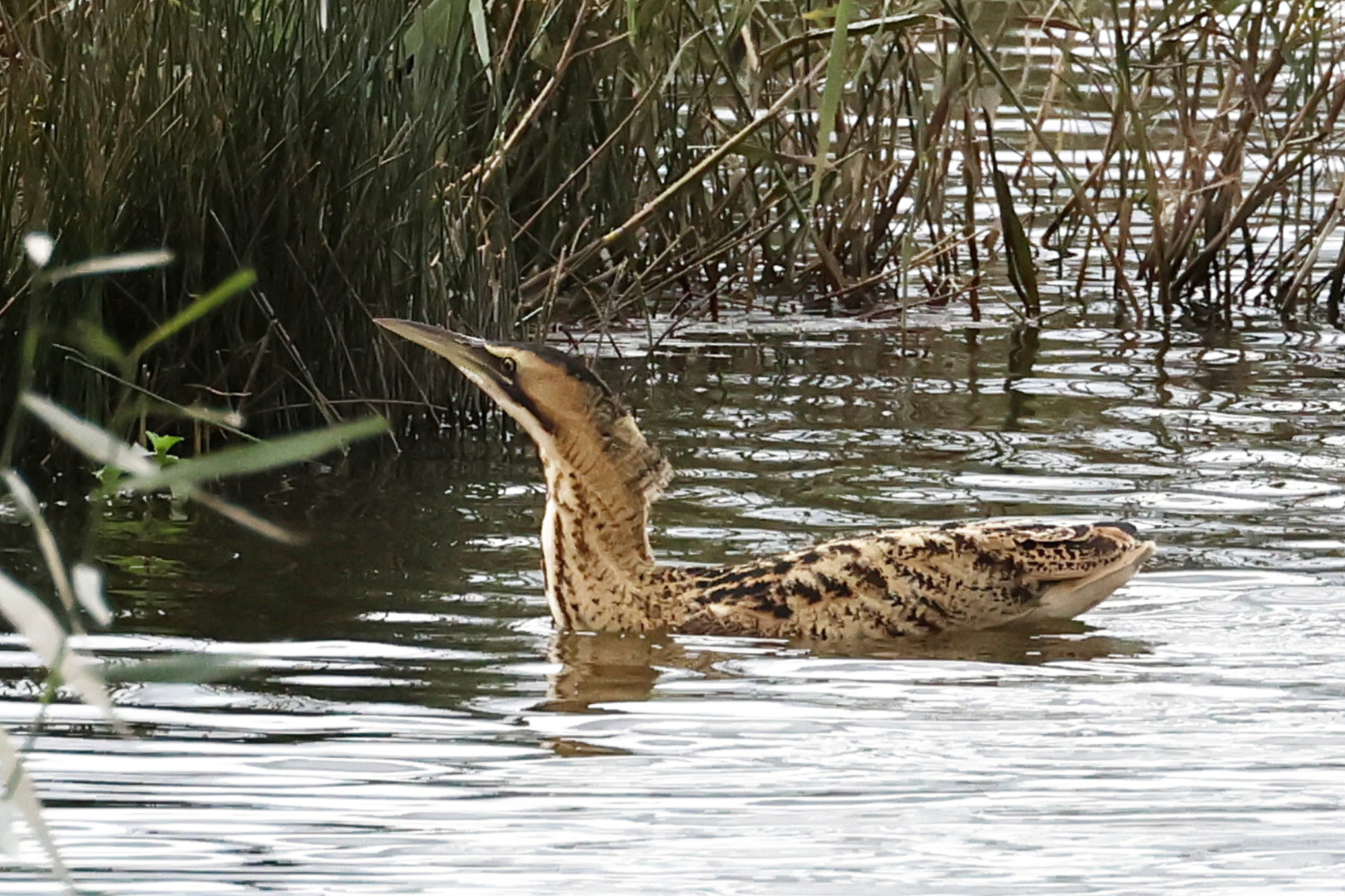 Bittern