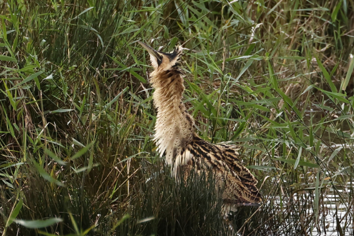 Bittern
