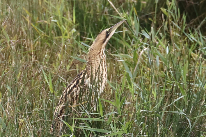 Bittern
