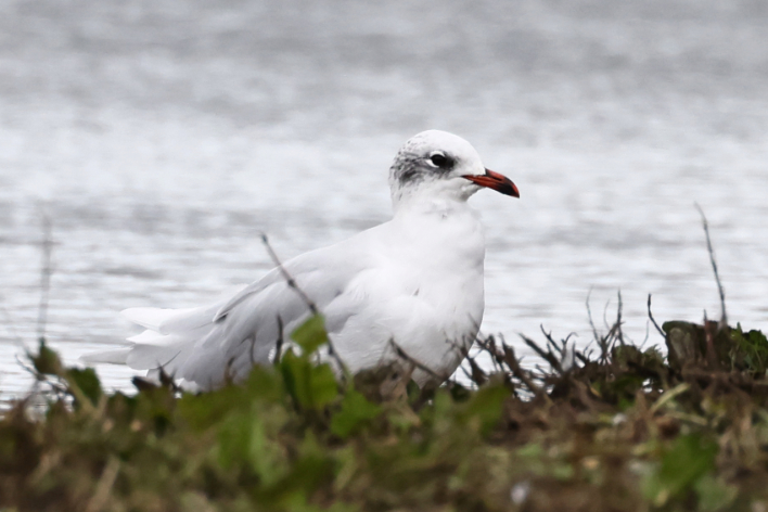 Mediterranean Gull