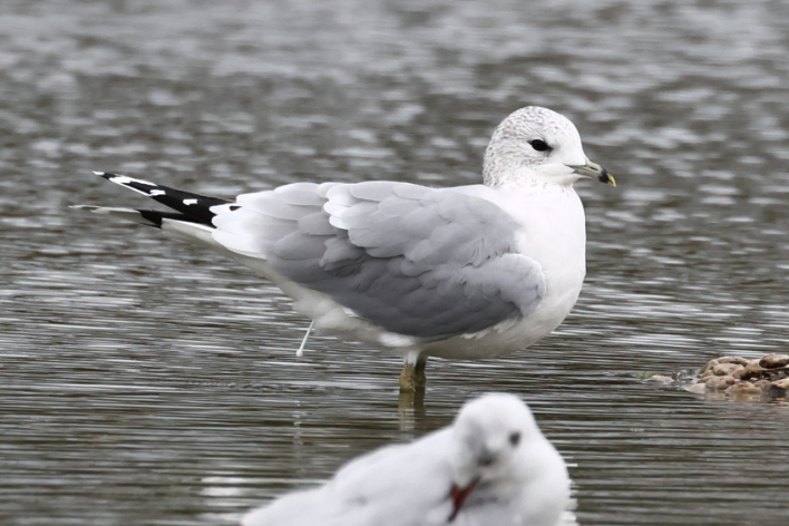 Common Gull