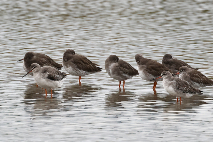 Spotted Redshank