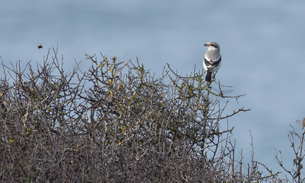 Steppe Grey Shrike