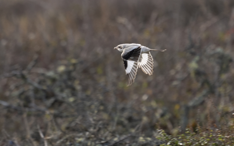 Steppe Grey Shrike