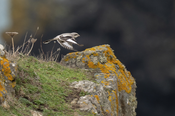 Steppe Grey Shrike