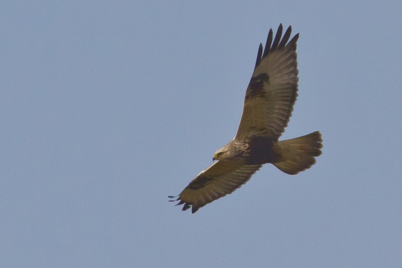 Rough-legged Buzzard